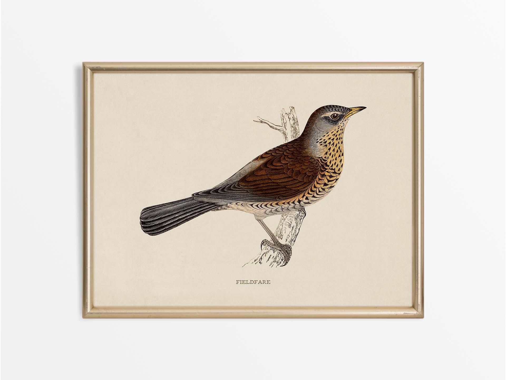 Fieldfare Vintage Art Print
