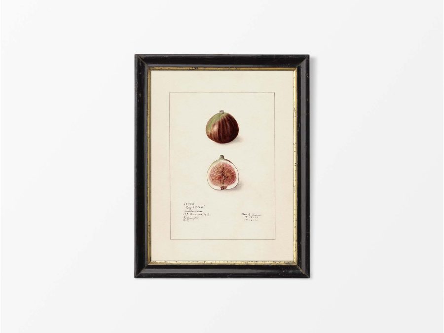 Fig III Vintage Art Print