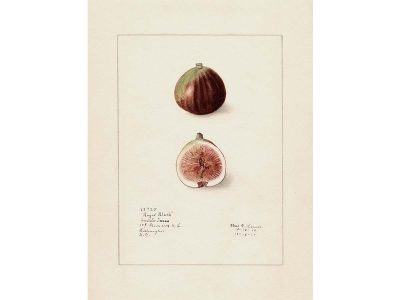 Fig III Vintage Art Print