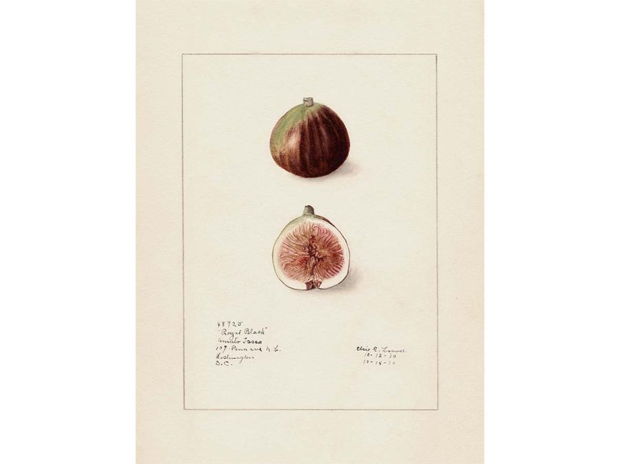 Fig III Vintage Art Print