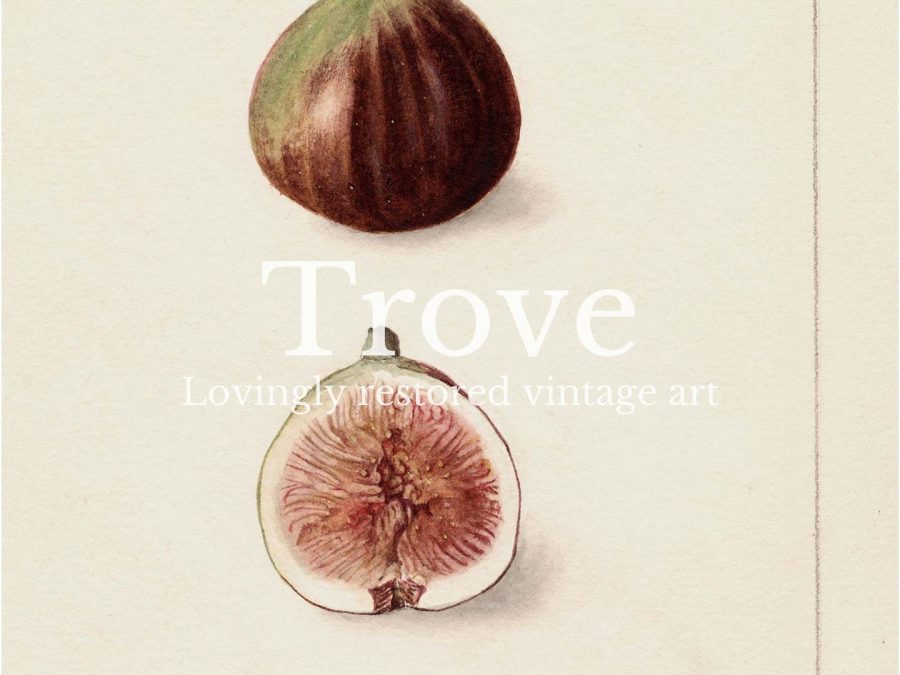 Fig III Vintage Art Print