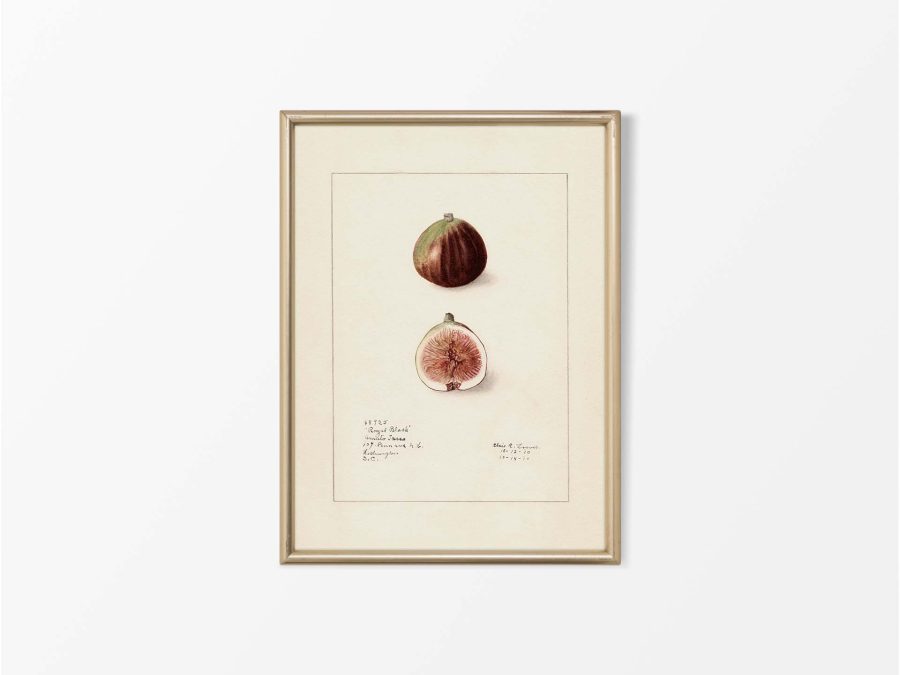Fig III Vintage Art Print