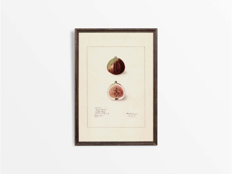 Fig III Vintage Art Print