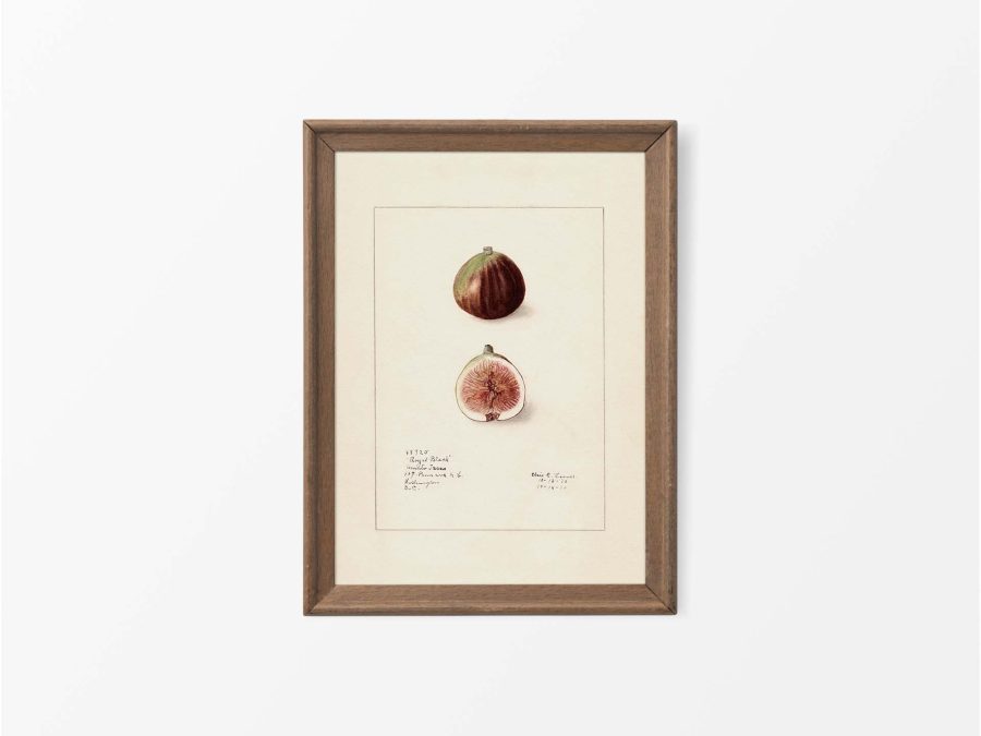 Fig III Vintage Art Print