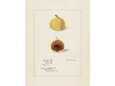 Fig IV Vintage Art Print