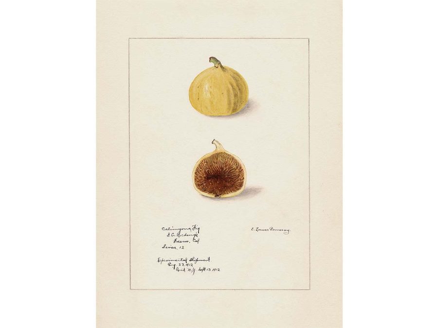 Fig IV Vintage Art Print