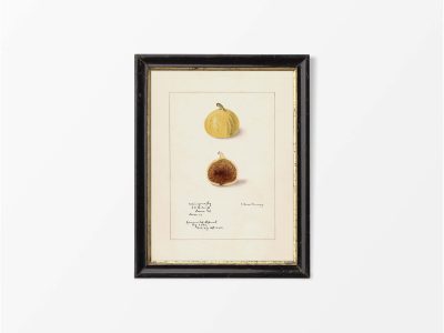 Fig IV Vintage Art Print