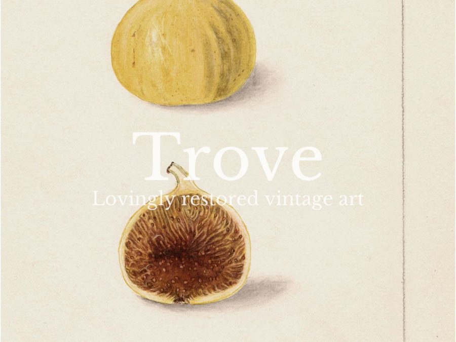 Fig IV Vintage Art Print