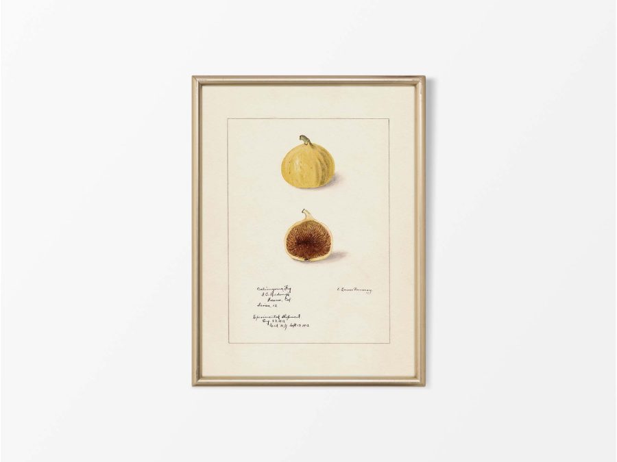 Fig IV Vintage Art Print