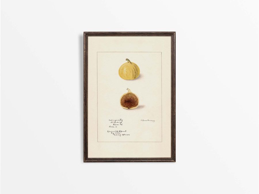 Fig IV Vintage Art Print