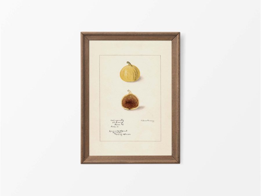 Fig IV Vintage Art Print