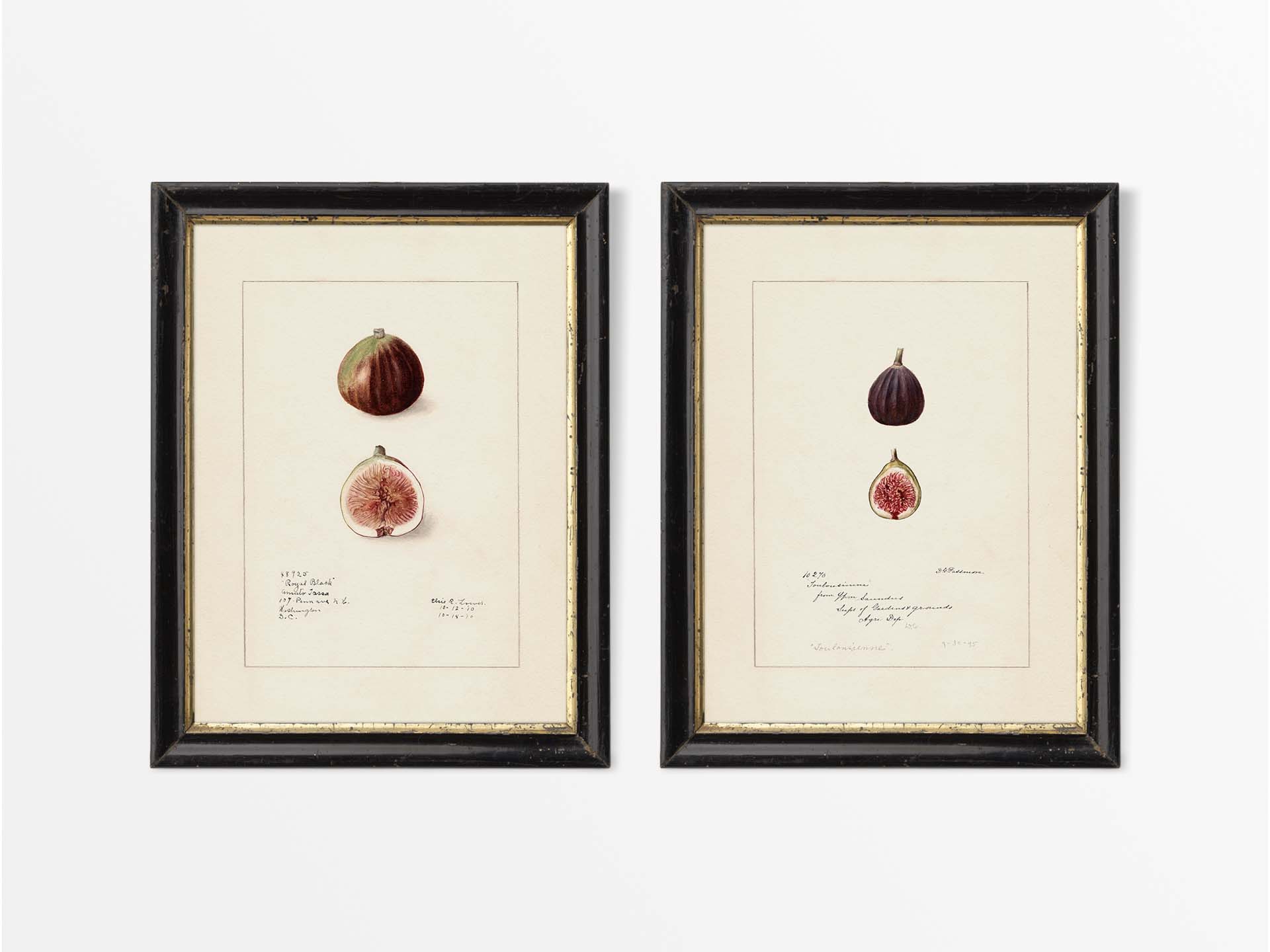 Figs (Set of Two) Vintage Art Prints