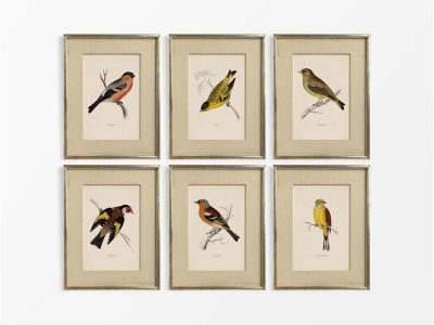 Finches & Buntings (Set of Six) Vintage Art Prints
