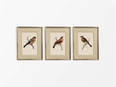 Finches (Set of Three) Vintage Art Prints
