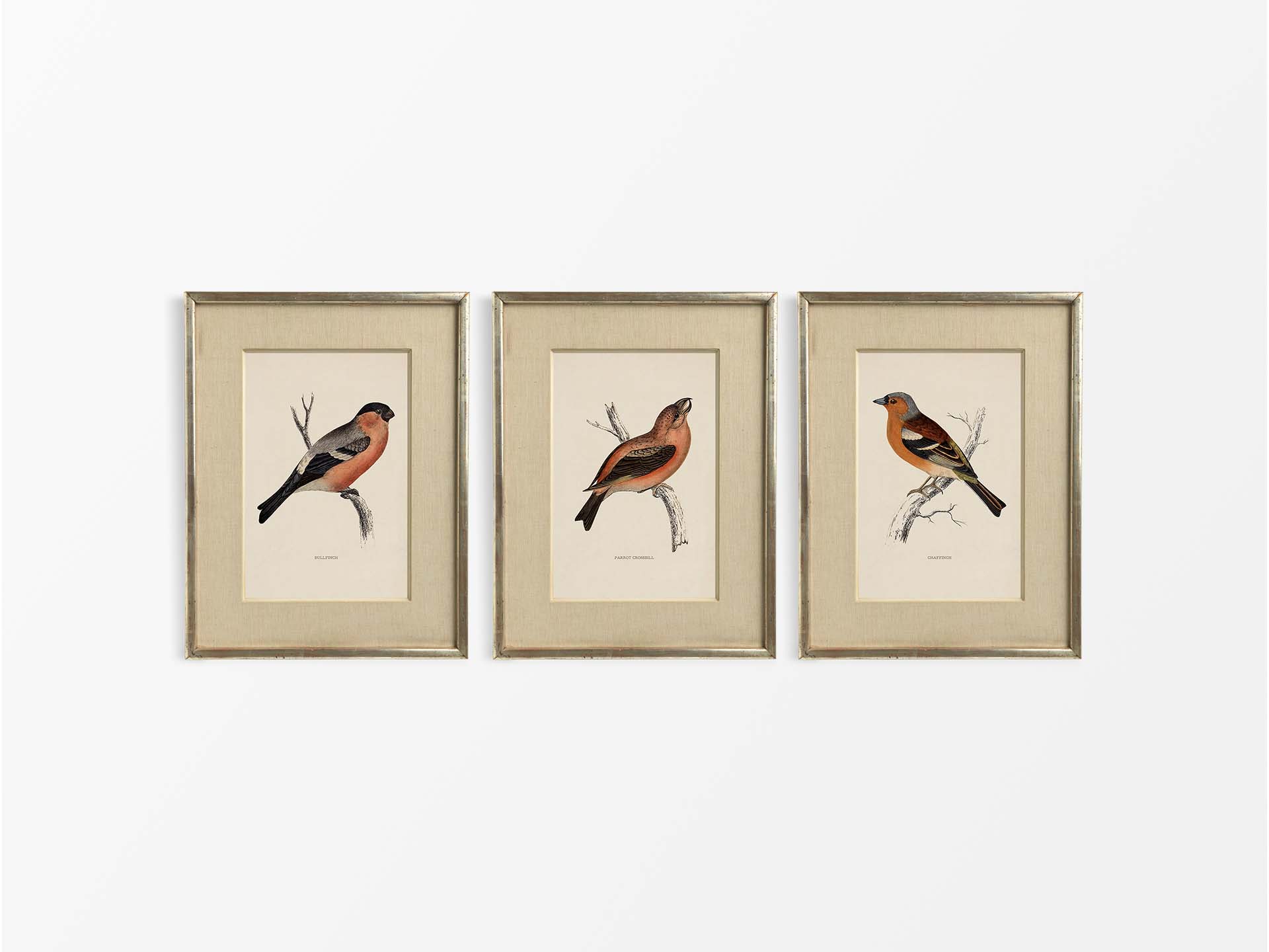 Finches (Set of Three) Vintage Art Prints