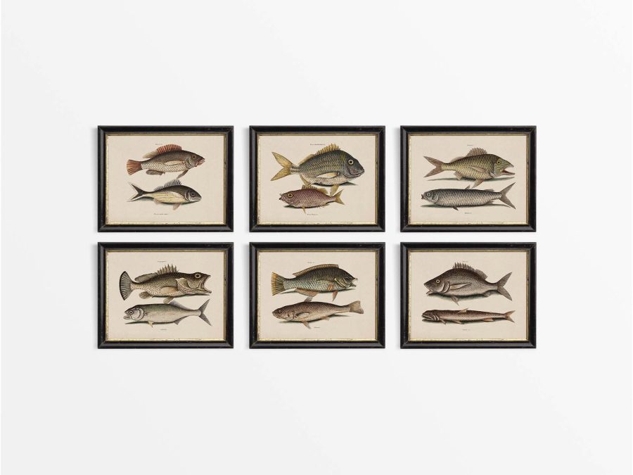 Fish II (Set of Six) Vintage Art Prints