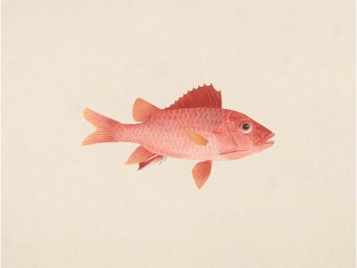 Fish IX Vintage Art Print