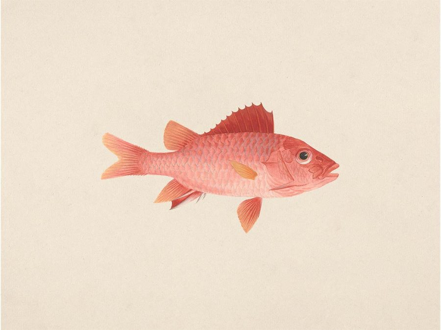 Fish IX Vintage Art Print