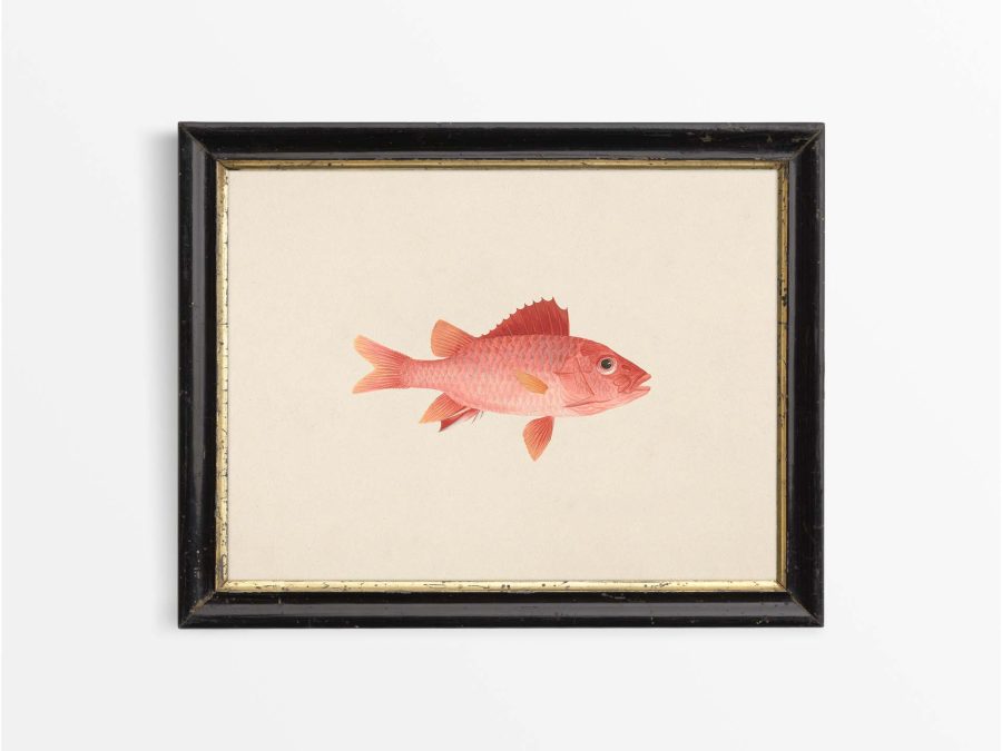 Fish IX Vintage Art Print