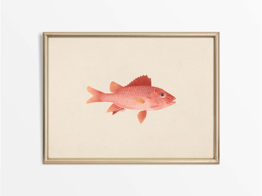 Fish IX Vintage Art Print