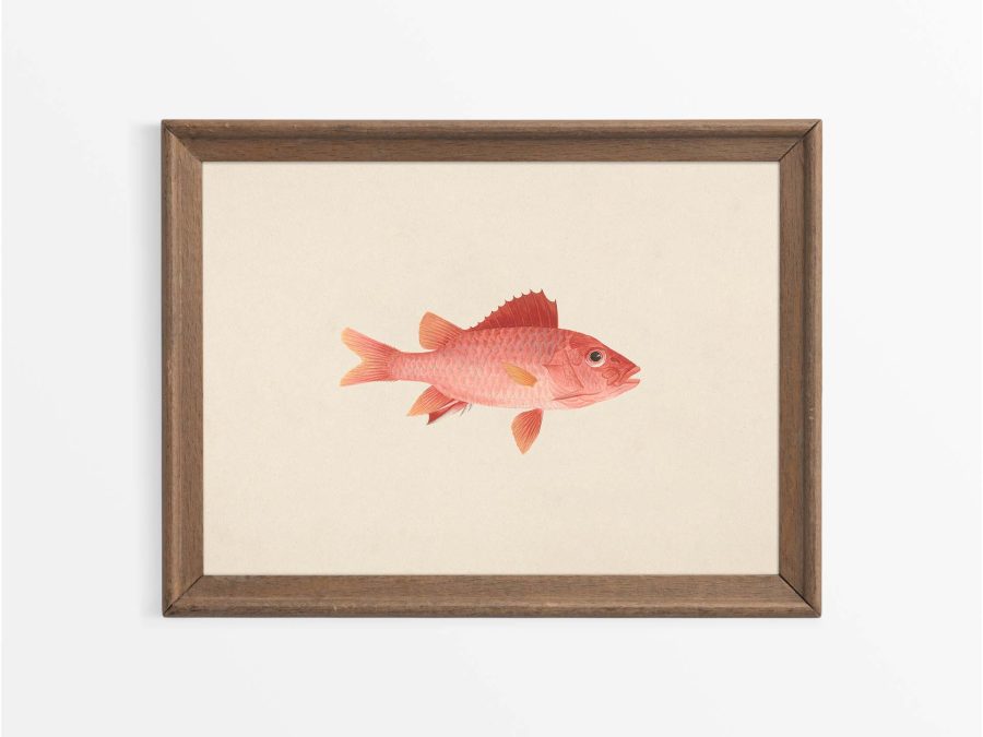 Fish IX Vintage Art Print