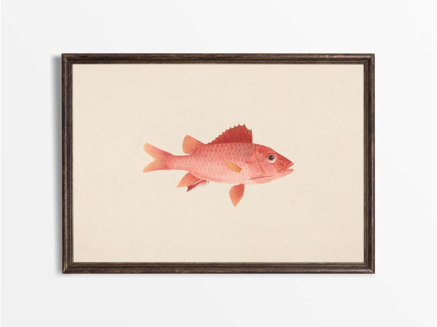 Fish IX Vintage Art Print