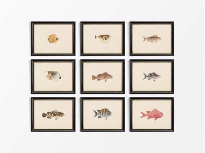 Fish (Set of Nine) Vintage Art Prints