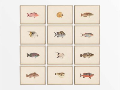 Fish (Set of Twelve) Vintage Art Prints
