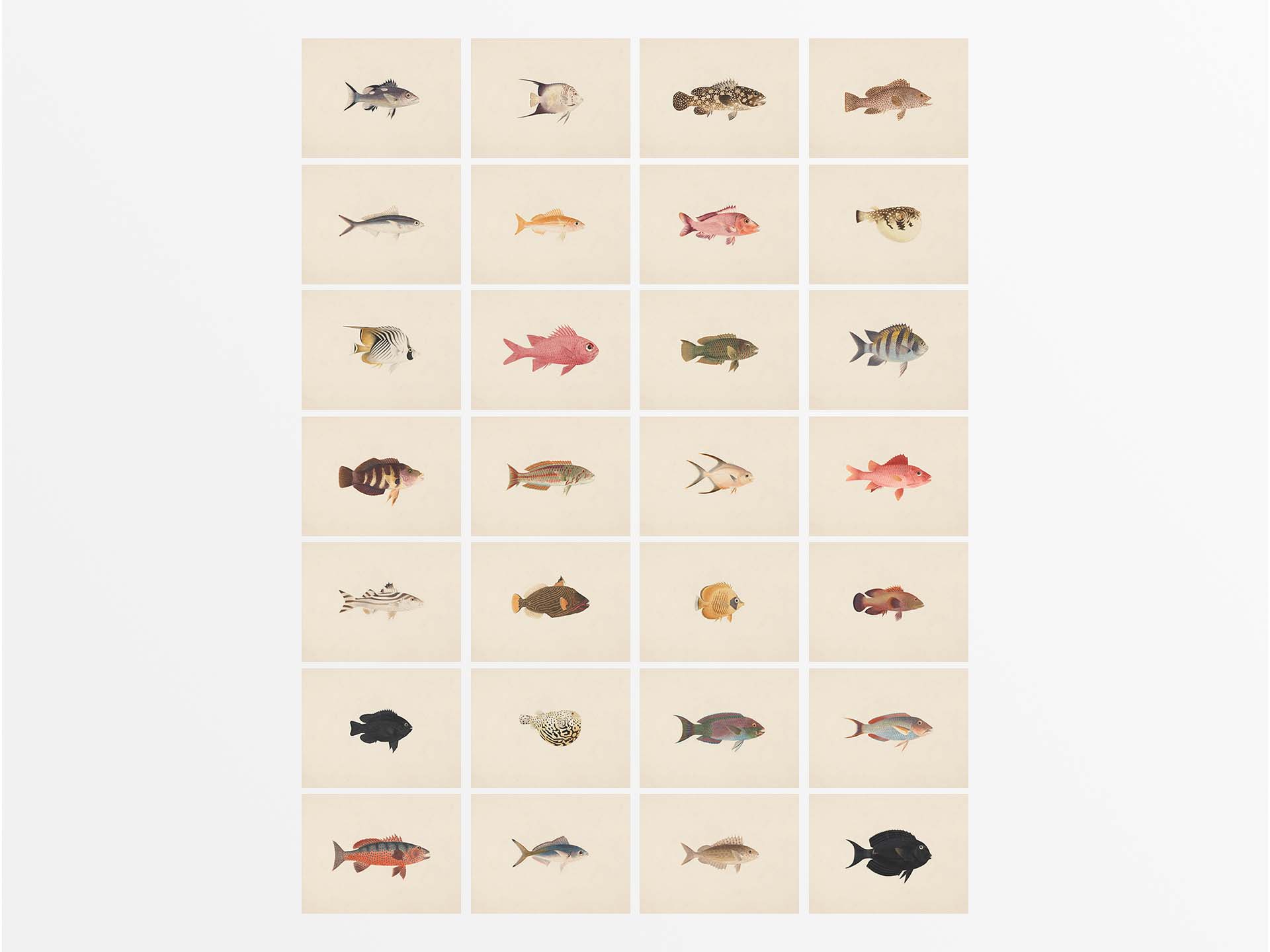 Fish (Set of Twenty-Eight) Vintage Art Prints