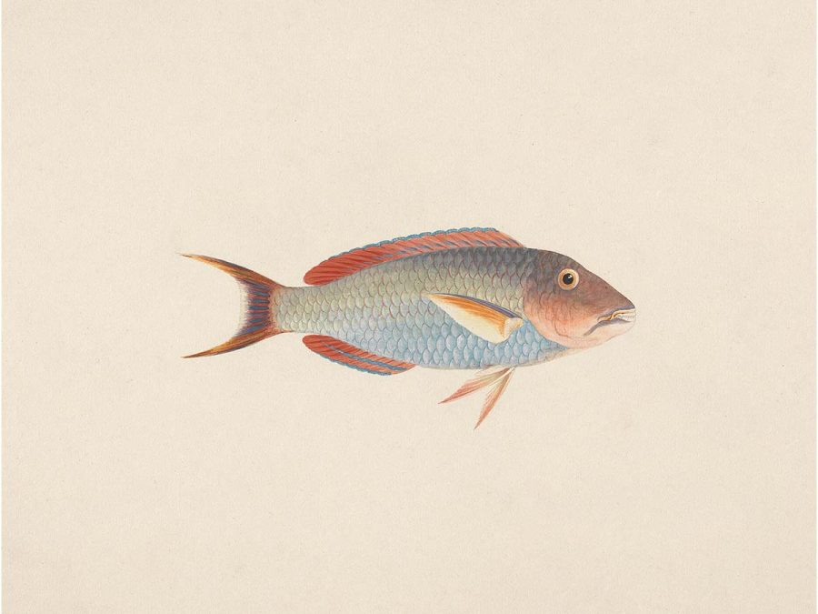 Fish VI Vintage Art Print