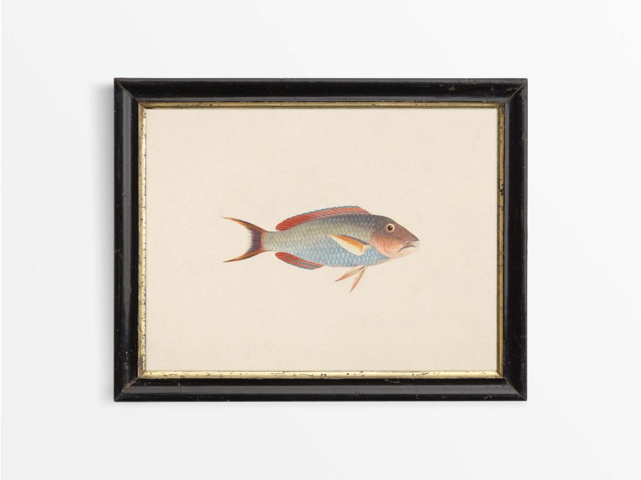 Fish VI Vintage Art Print