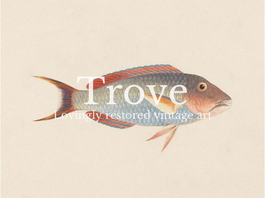 Fish VI Vintage Art Print