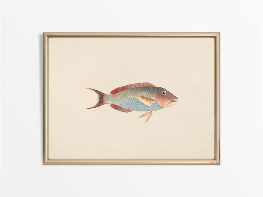 Fish VI Vintage Art Print