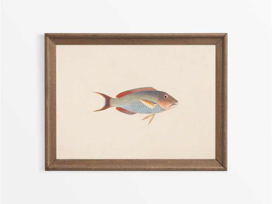 Fish VI Vintage Art Print