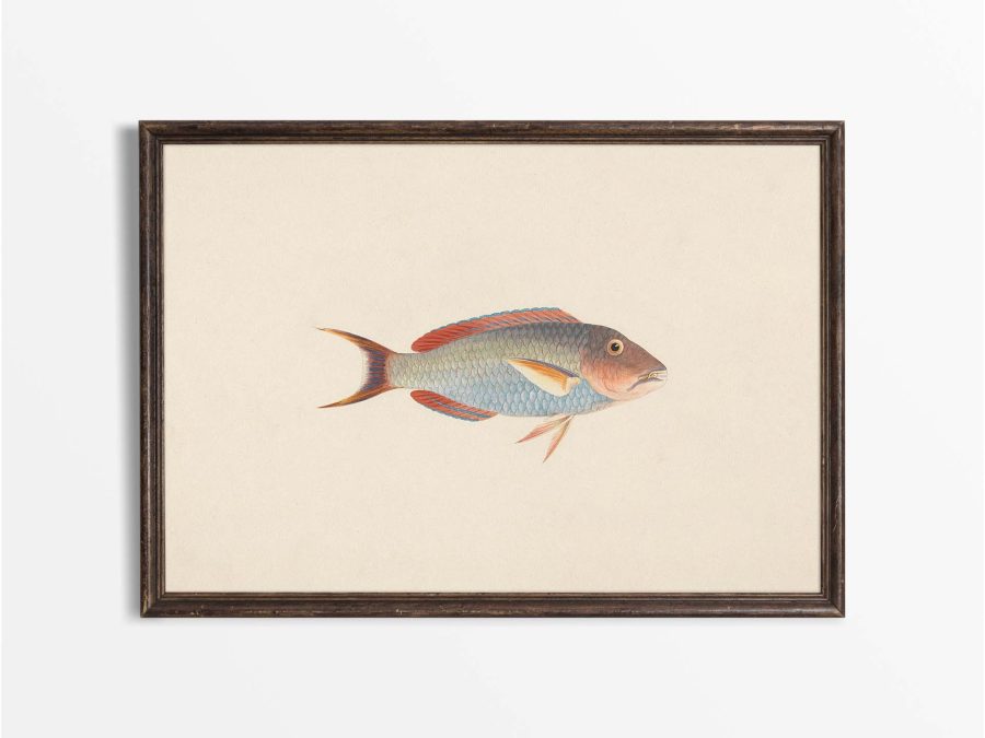 Fish VI Vintage Art Print