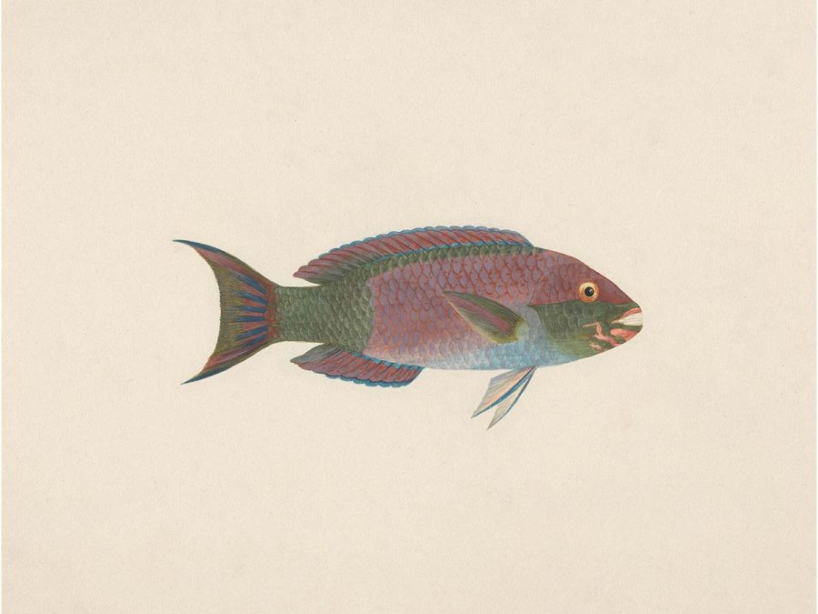 Fish VII Vintage Art Print