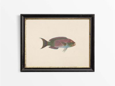 Fish VII Vintage Art Print