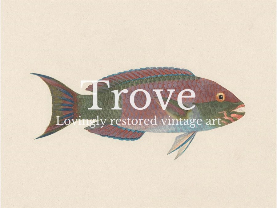 Fish VII Vintage Art Print