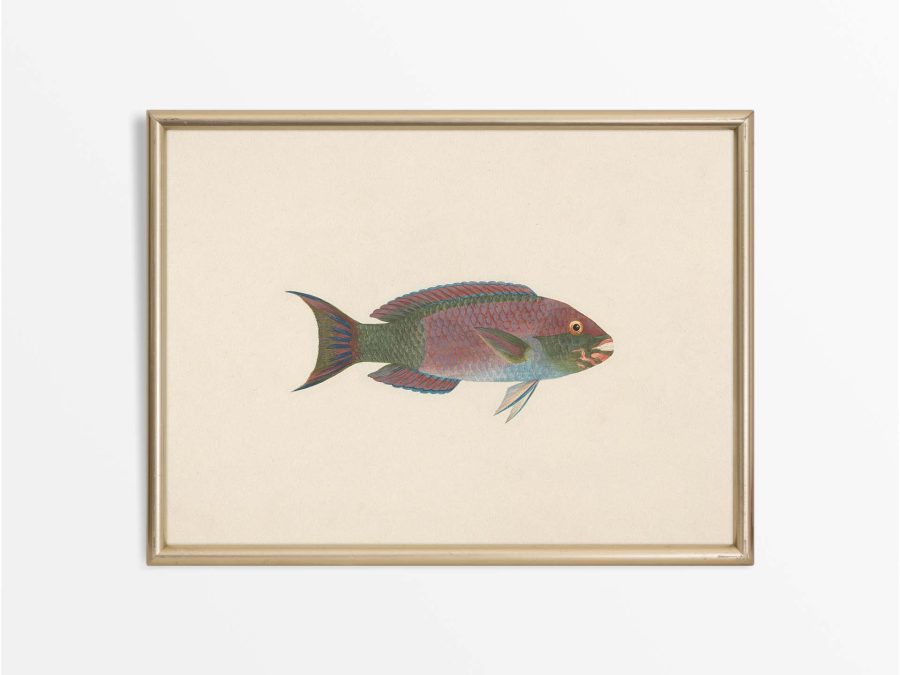 Fish VII Vintage Art Print