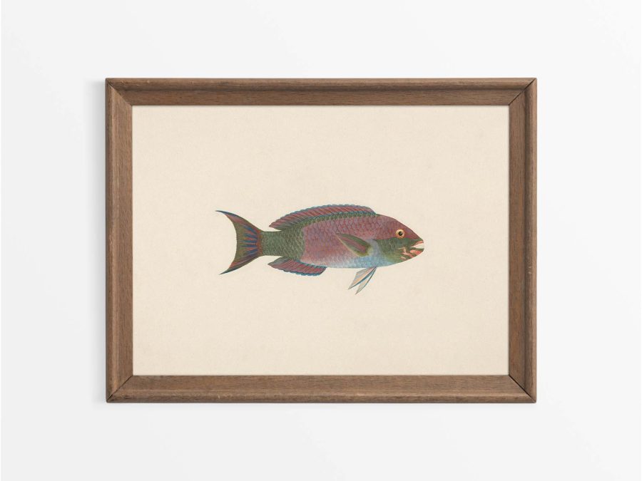 Fish VII Vintage Art Print