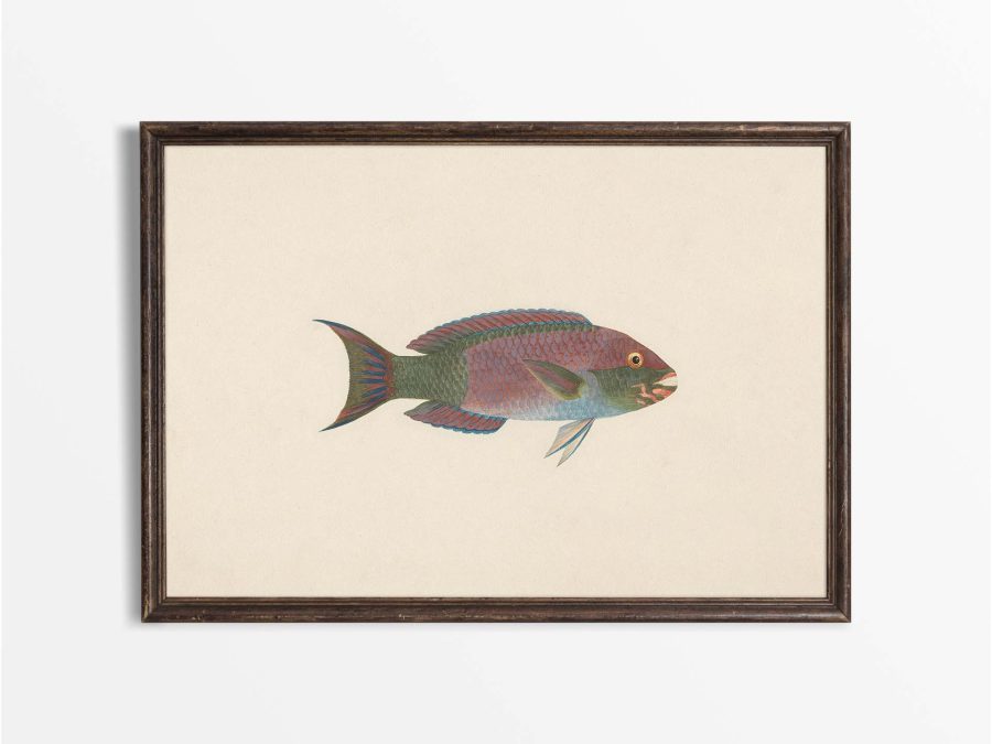 Fish VII Vintage Art Print