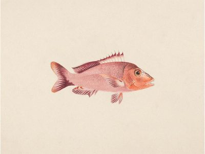 Fish VIII Vintage Art Print