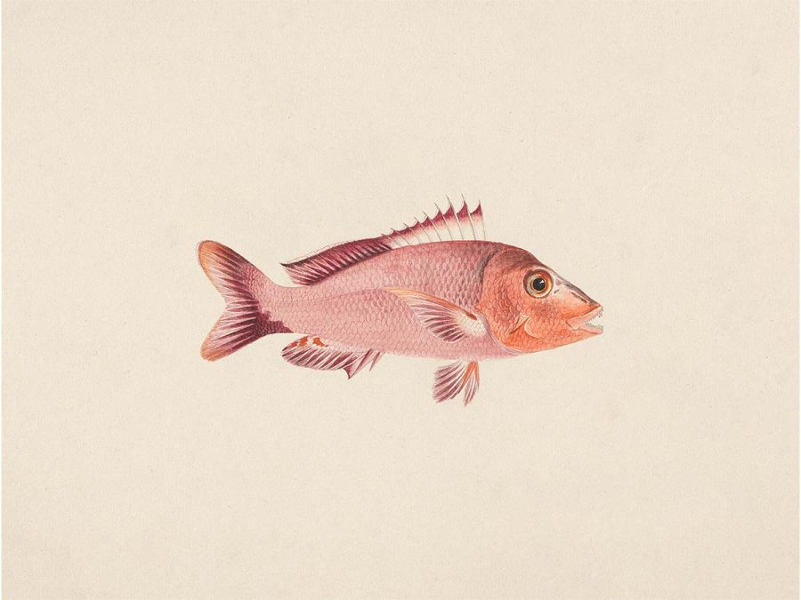 Fish VIII Vintage Art Print