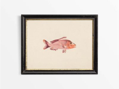 Fish VIII Vintage Art Print