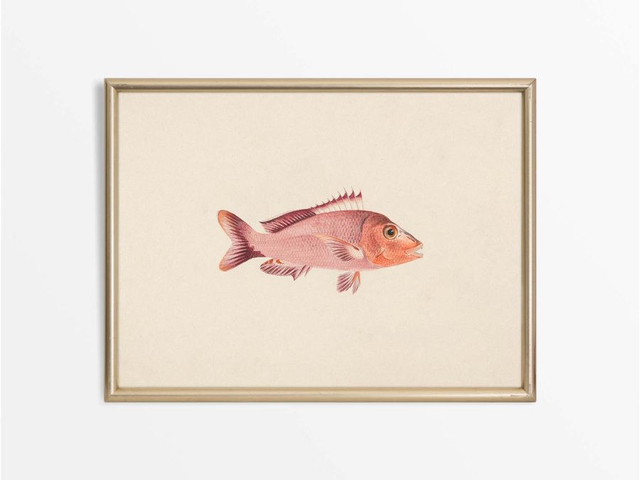 Fish VIII Vintage Art Print