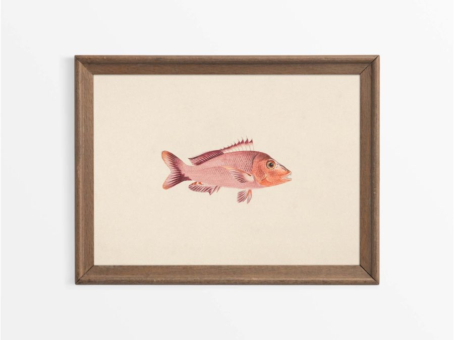 Fish VIII Vintage Art Print