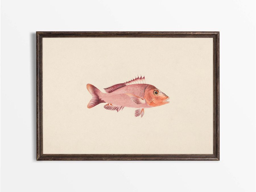 Fish VIII Vintage Art Print