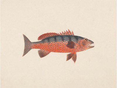 Fish X Vintage Art Print