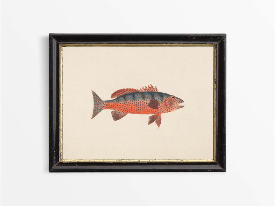 Fish X Vintage Art Print