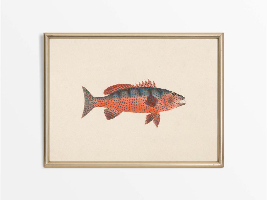 Fish X Vintage Art Print